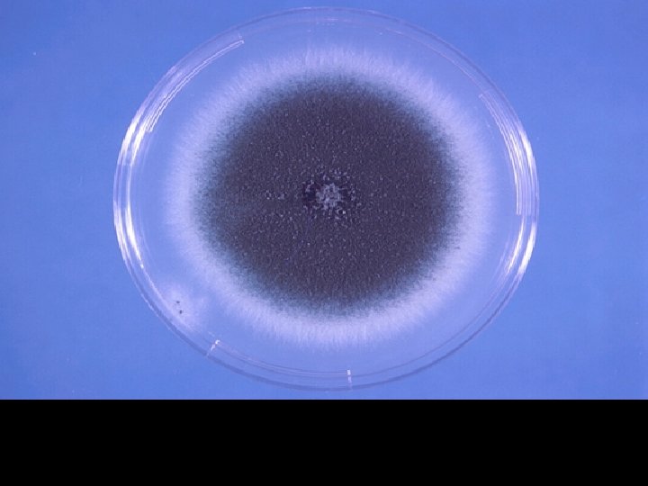Aspergillus fumigatus on Czapek dox agar showing typical blue-green surface pigmentation consisting of a