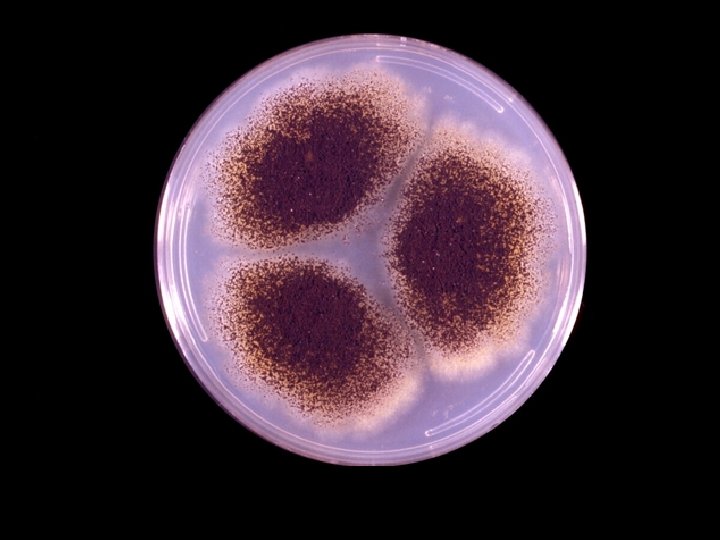 Aspergillus niger on Czapek dox agar. Colonies consist of a compact white or yellow