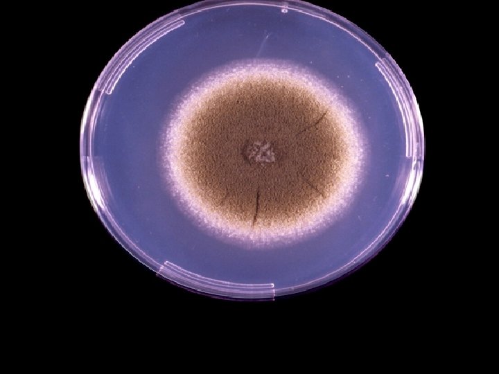 Aspergillus flavus on Czapek dox agar. Colonies are granular, flat, often with radial grooves,