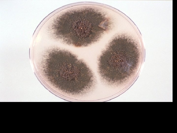 Aspergillus nidulans on Czapek dox agar showing typical plain green colony with dark red-brown