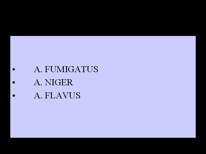  • • • A. FUMIGATUS A. NIGER A. FLAVUS 