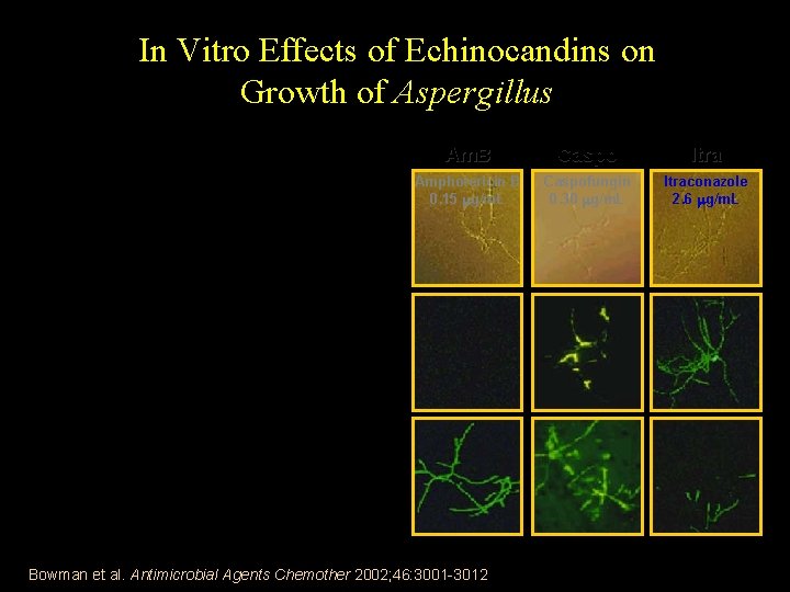 In Vitro Effects of Echinocandins on Growth of Aspergillus In vitro activity: • Not
