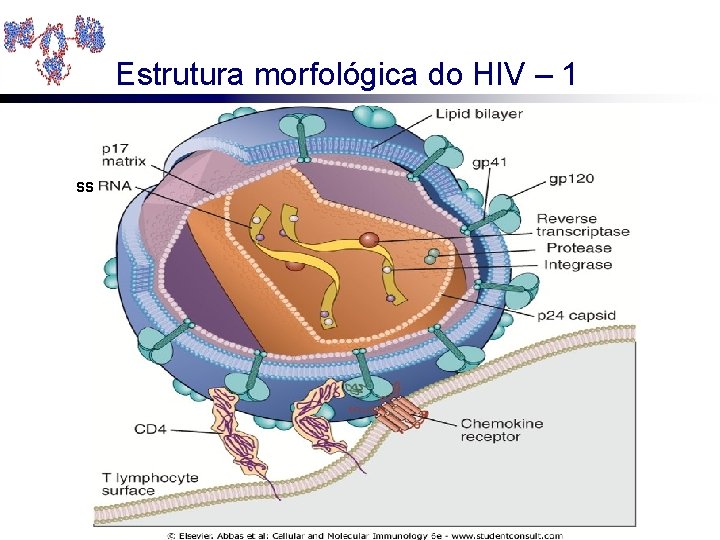 Estrutura morfológica do HIV – 1 SS 