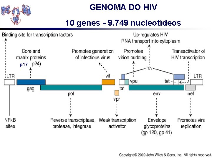 GENOMA DO HIV 10 genes - 9. 749 nucleotídeos p 17 
