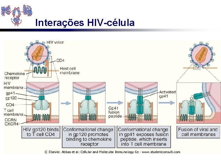 Interações HIV-célula 
