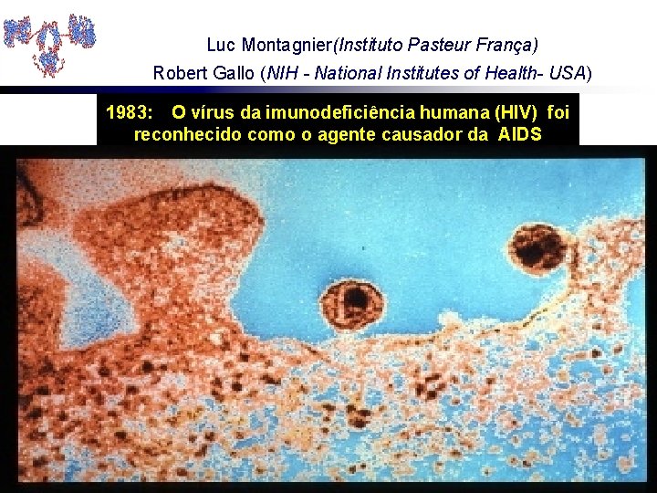 Luc Montagnier(Instituto Pasteur França) Robert Gallo (NIH - National Institutes of Health- USA) 1983: