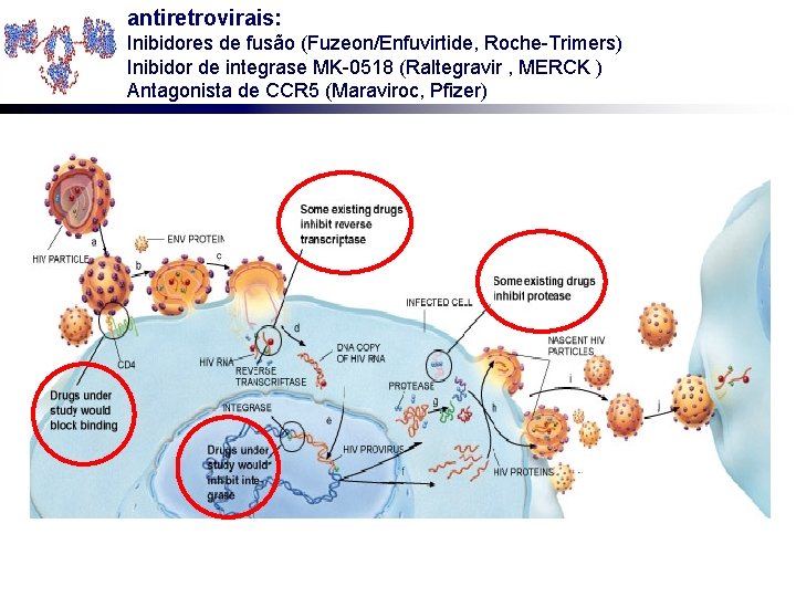 antiretrovirais: Inibidores de fusão (Fuzeon/Enfuvirtide, Roche-Trimers) Inibidor de integrase MK-0518 (Raltegravir , MERCK )