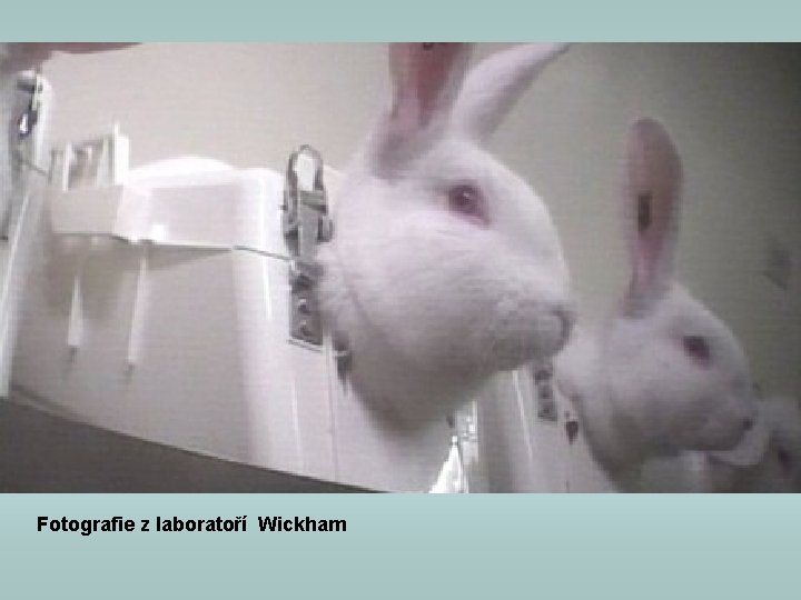 Fotografie z laboratoří Wickham Fotografie z laboratoří Wickham