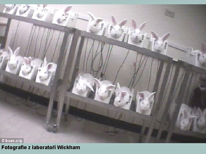Fotografie z laboratoří Wickham Fotografie z laboratoří Wickham