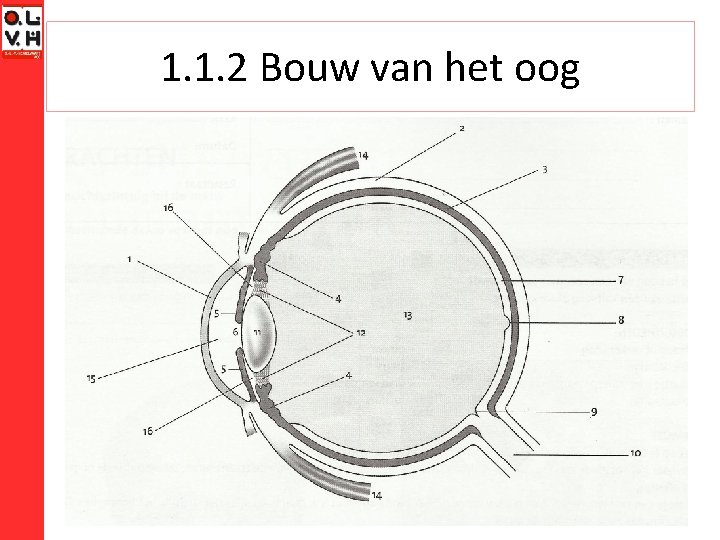 1. 1. 2 Bouw van het oog 