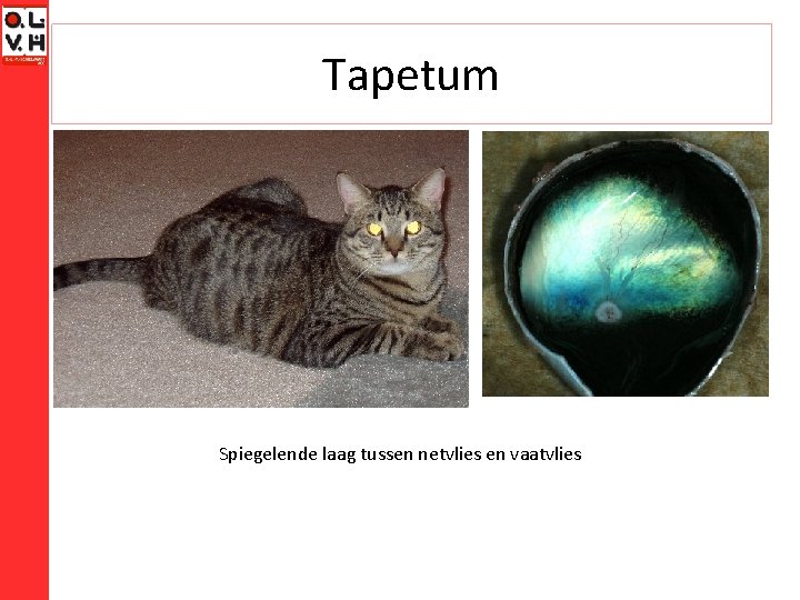 Tapetum Spiegelende laag tussen netvlies en vaatvlies 