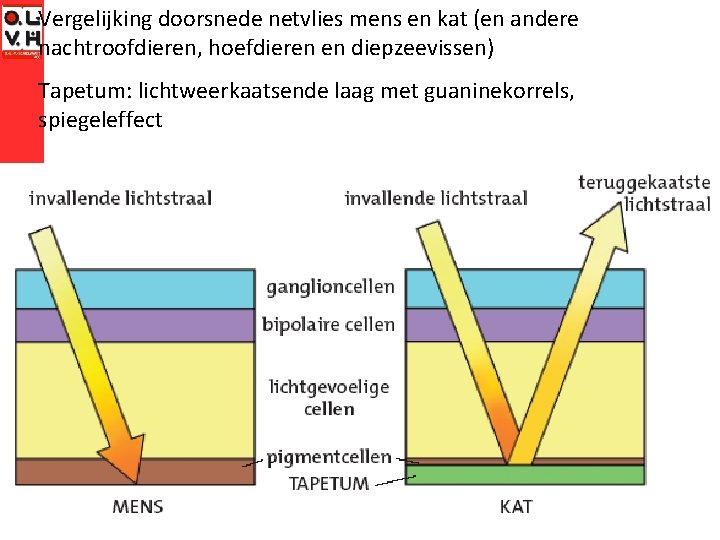 Vergelijking doorsnede netvlies mens en kat (en andere nachtroofdieren, hoefdieren en diepzeevissen) Tapetum: lichtweerkaatsende