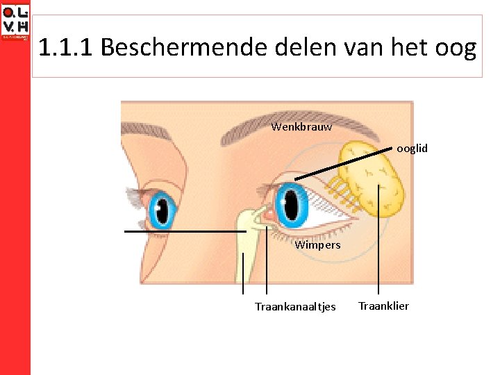 1. 1. 1 Beschermende delen van het oog Wenkbrauw ooglid Wimpers Traankanaaltjes Traanklier 