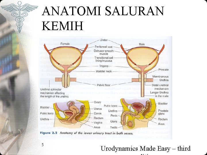 ANATOMI SALURAN KEMIH 5 Urodynamics Made Easy – third ANATOMI SALURAN KEMIH 5 Urodynamics Made Easy – third