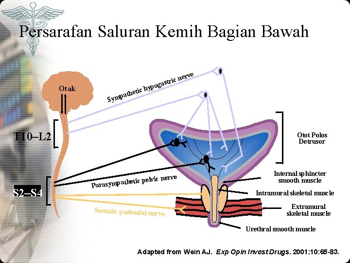 Persarafan Saluran Kemih Bagian Bawah ve hy etic h t a p Otak c Persarafan Saluran Kemih Bagian Bawah ve hy etic h t a p Otak c