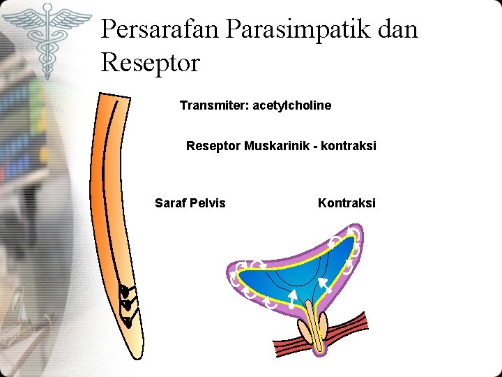 Persarafan Parasimpatik dan Reseptor Transmiter: acetylcholine Reseptor Muskarinik - kontraksi Saraf Pelvis Kontraksi Persarafan Parasimpatik dan Reseptor Transmiter: acetylcholine Reseptor Muskarinik - kontraksi Saraf Pelvis Kontraksi