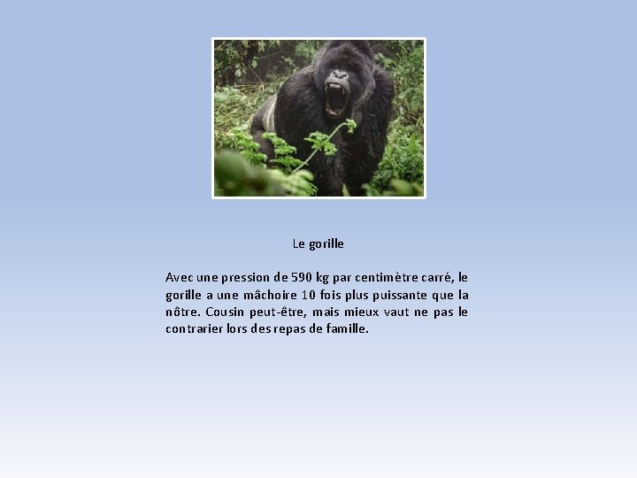 Le gorille Avec une pression de 590 kg par centimètre carré, le gorille a Le gorille Avec une pression de 590 kg par centimètre carré, le gorille a