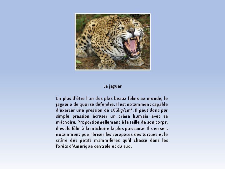 Le jaguar En plus d'être l'un des plus beaux félins au monde, le jaguar