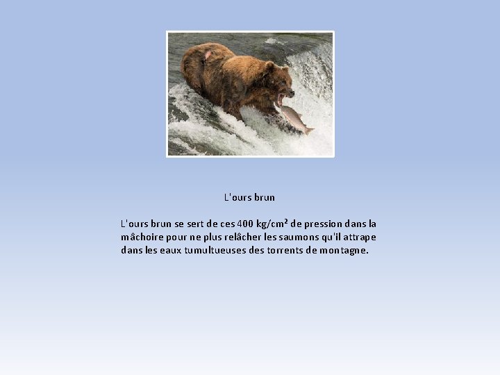 L'ours brun se sert de ces 400 kg/cm² de pression dans la mâchoire pour