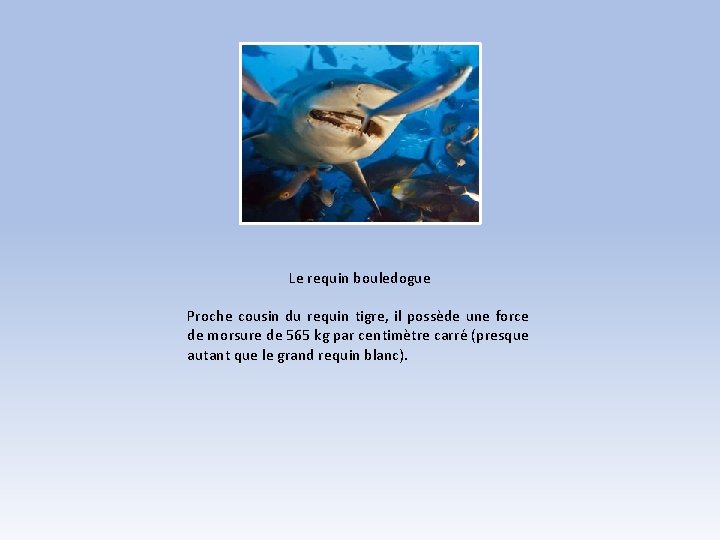 Le requin bouledogue Proche cousin du requin tigre, il possède une force de morsure Le requin bouledogue Proche cousin du requin tigre, il possède une force de morsure