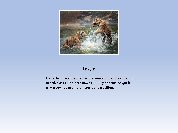 Le tigre Dans la moyenne de ce classement, le tigre peut mordre avec une Le tigre Dans la moyenne de ce classement, le tigre peut mordre avec une