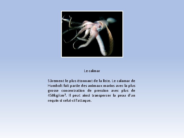 Le calmar Sûrement le plus étonnant de la liste. Le calamar de Humbolt fait Le calmar Sûrement le plus étonnant de la liste. Le calamar de Humbolt fait