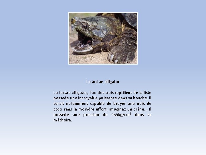 La tortue alligator La tortue-alligator, l'un des trois reptiliens de la liste possède une