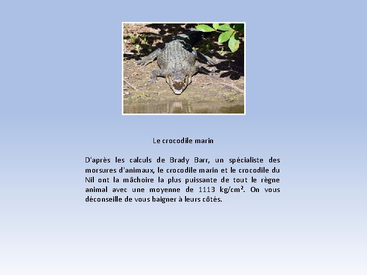 Le crocodile marin D'après les calculs de Brady Barr, un spécialiste des morsures d'animaux,