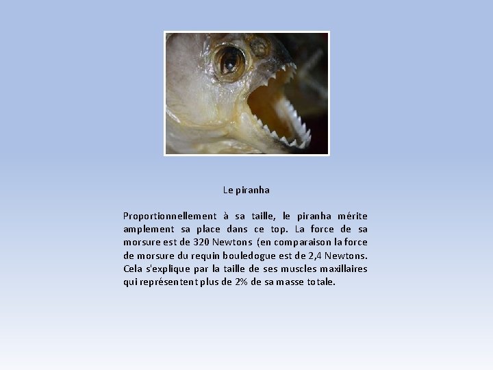 Le piranha Proportionnellement à sa taille, le piranha mérite amplement sa place dans ce Le piranha Proportionnellement à sa taille, le piranha mérite amplement sa place dans ce