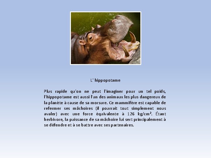 L' hippopotame Plus rapide qu'on ne peut l'imaginer pour un tel poids, l'hippopotame est