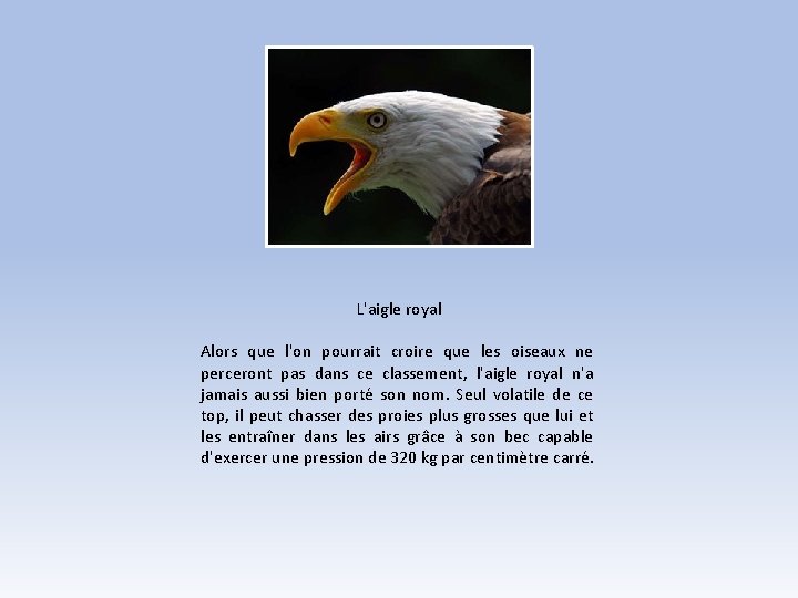 L'aigle royal Alors que l'on pourrait croire que les oiseaux ne perceront pas dans L'aigle royal Alors que l'on pourrait croire que les oiseaux ne perceront pas dans