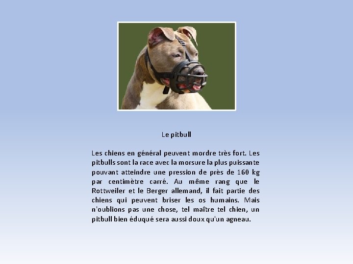 Le pitbull Les chiens en général peuvent mordre très fort. Les pitbulls sont la Le pitbull Les chiens en général peuvent mordre très fort. Les pitbulls sont la