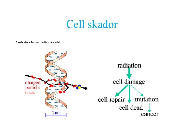 Cell skador Physikalisch-Technische Bundesanstalt 