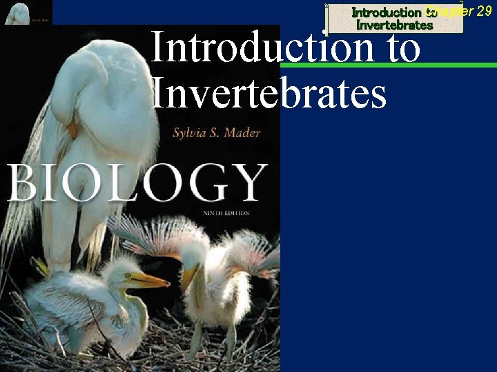 29 Introduction Chapter to Invertebrates Introduction to Invertebrates 