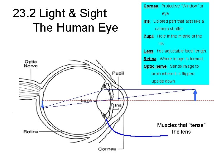 23. 2 Light & Sight The Human Eye Cornea: Protective “Window” of eye Iris: