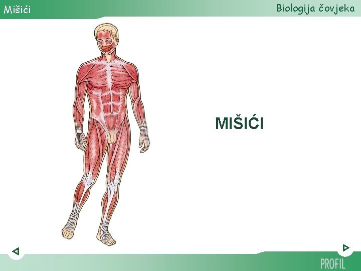 Biologija čovjeka Mišići MIŠIĆI 