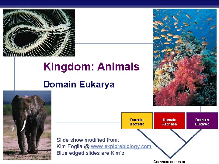 Kingdom: Animals Domain Eukarya Domain Bacteria AP Biology Slide show modified from: Kim Foglia