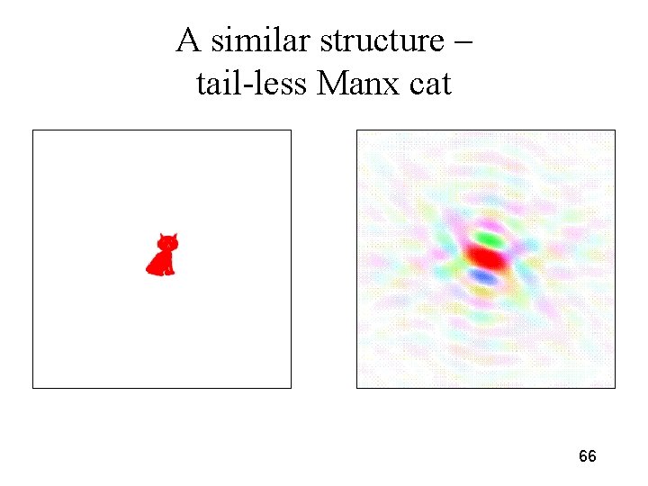 A similar structure – tail-less Manx cat 66 