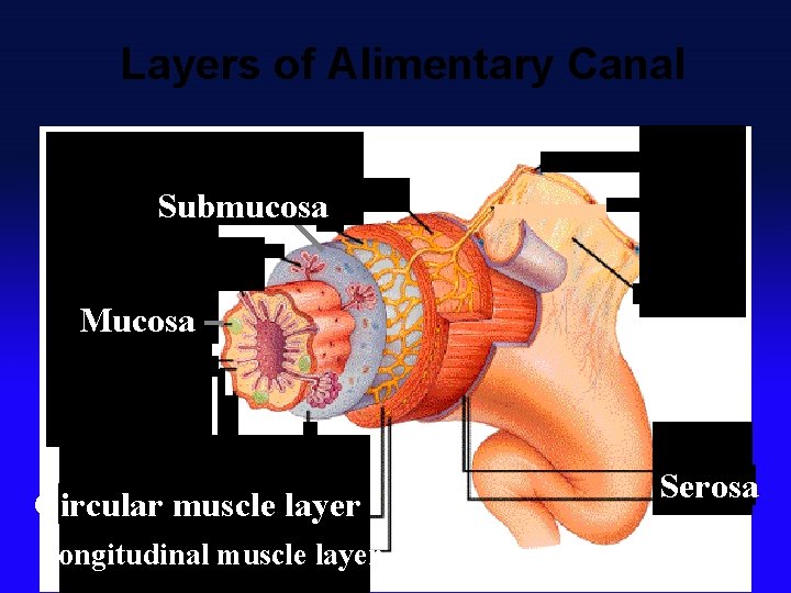 Layers of Alimentary Canal Submucosa Mucosa Circular muscle layer Longitudinal muscle layer Serosa 