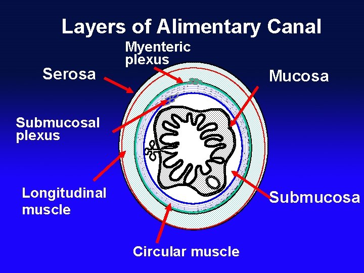 Layers of Alimentary Canal Serosa Myenteric plexus Mucosa Submucosal plexus Longitudinal muscle Submucosa Circular