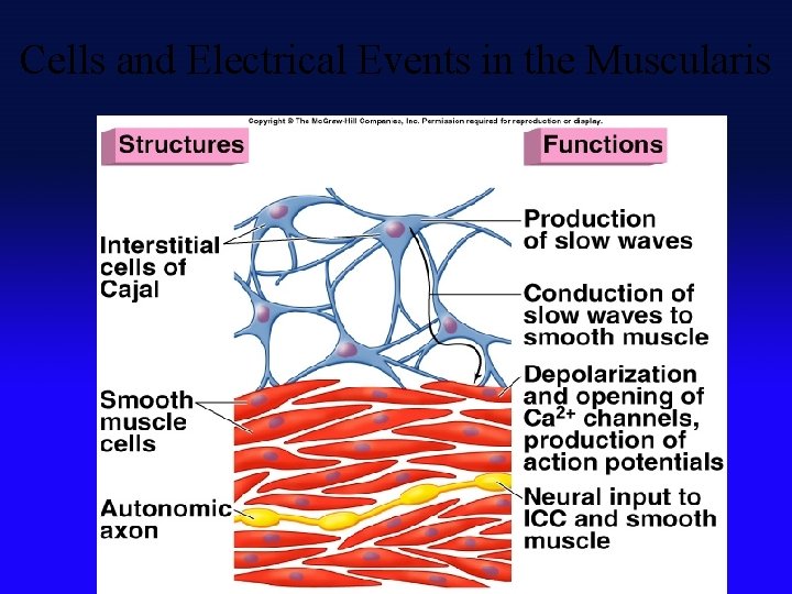 Cells and Electrical Events in the Muscularis Insert fig. 18. 16 
