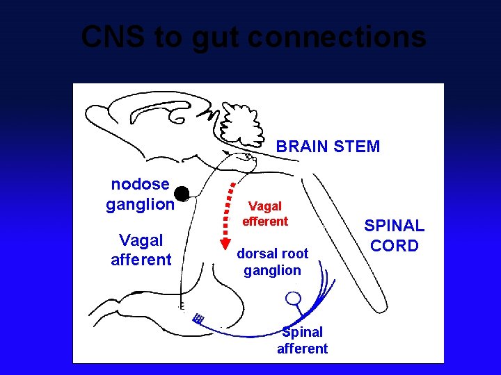 CNS to gut connections BRAIN STEM nodose ganglion Vagal afferent Vagal efferent dorsal root