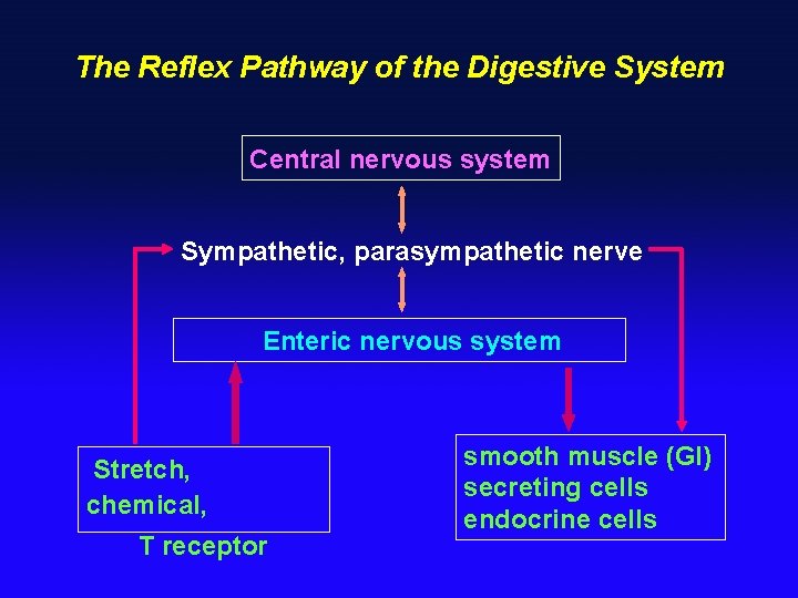 The Reflex Pathway of the Digestive System Central nervous system Sympathetic, parasympathetic nerve Enteric