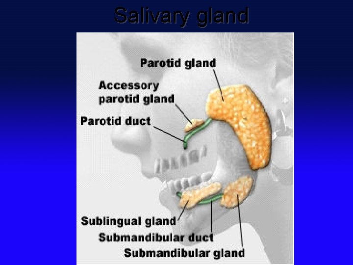 Salivary gland 