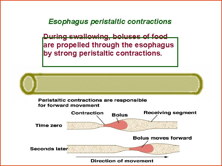 Esophagus peristaltic contractions During swallowing, boluses of food are propelled through the esophagus by