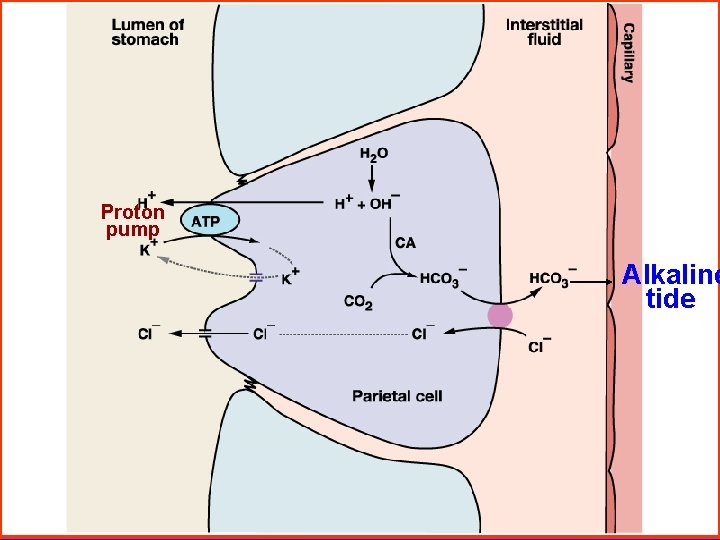 Proton pump Alkaline tide 