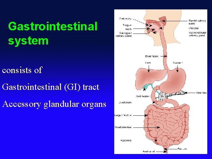 Gastrointestinal system consists of Gastrointestinal (GI) tract Accessory glandular organs 