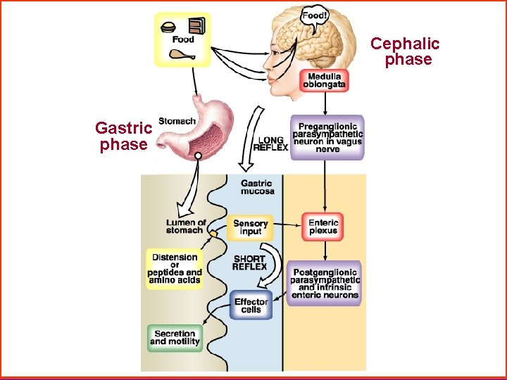 Cephalic phase Gastric phase 