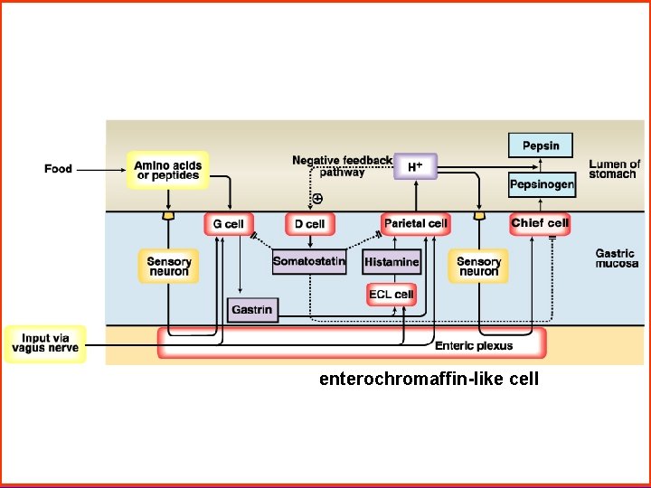 enterochromaffin-like cell 