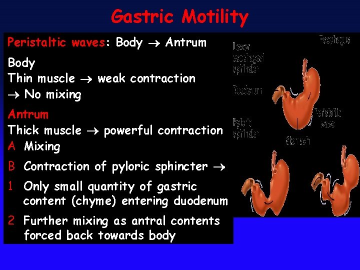 Gastric Motility Peristaltic waves: Body Antrum Body Thin muscle weak contraction No mixing Antrum